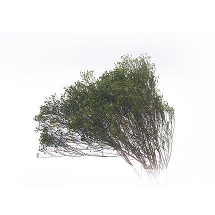01400026_broom-fleuri-grun