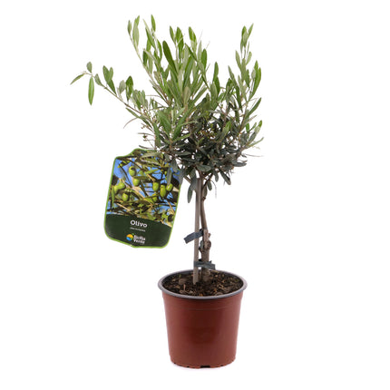 01802571_olivenbaum-im-kunststofftopf-2