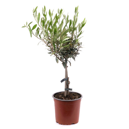 01802571_olivenbaum-im-kunststofftopf-2