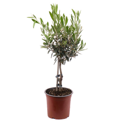 01802571_olivenbaum-im-kunststofftopf-2
