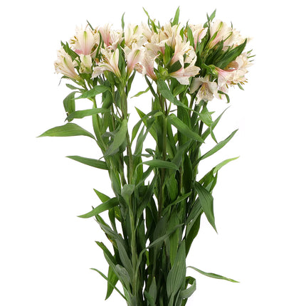 01900007_alstroemerien-mix-schnittblumen