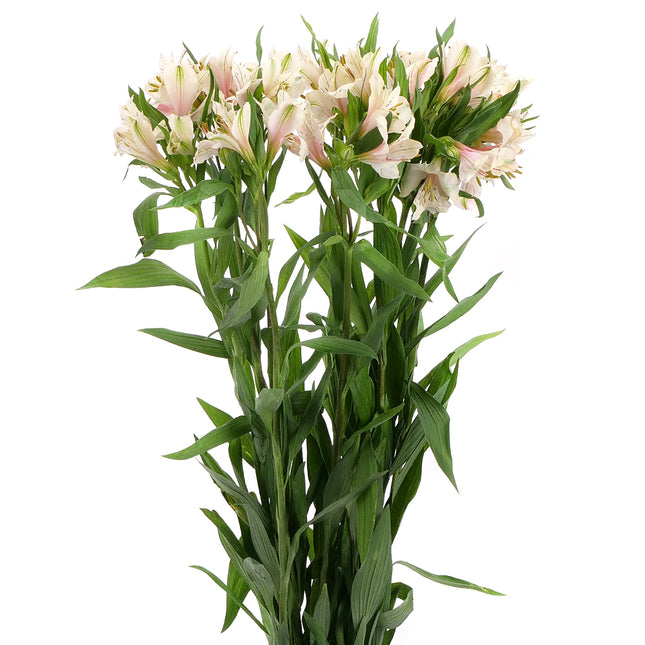 01900007_alstroemerien-mix-schnittblumen