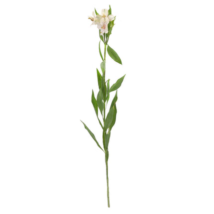 01900007_alstroemerien-mix-schnittblumen