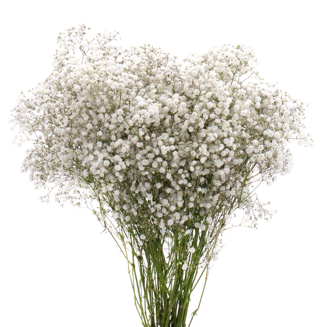 01900128_gypsophila-schnittblumen