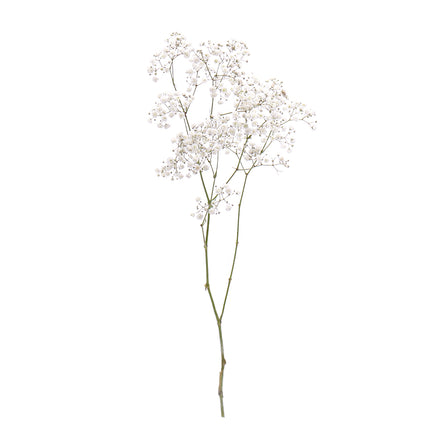 01900128_gypsophila-schnittblumen