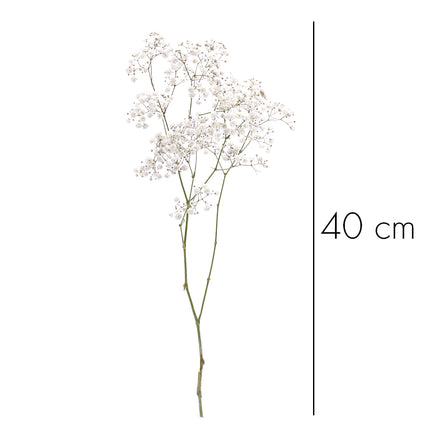 01900128_gypsophila-schnittblumen