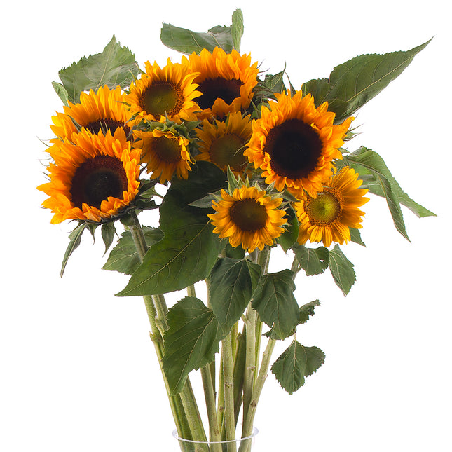01900132_sonnenblume-schnittblume