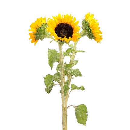 01900132_sonnenblume-schnittblume