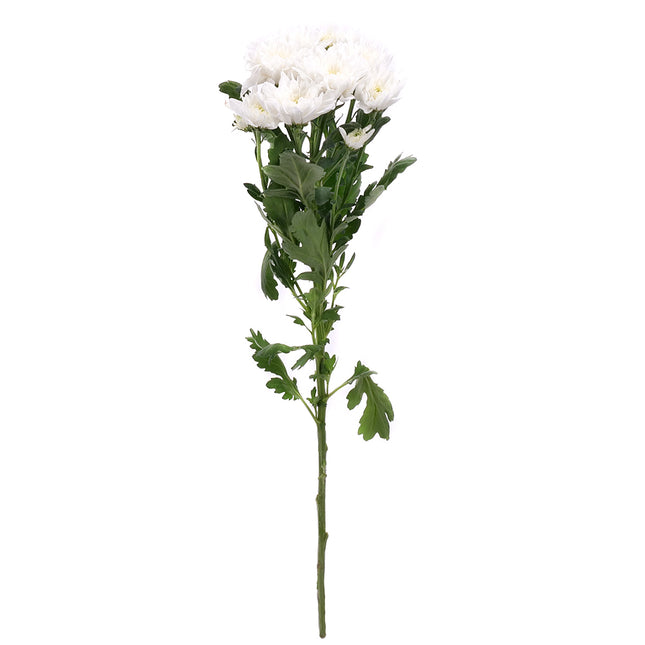 01900149_weisse-chrysanthemen-schnittblumen
