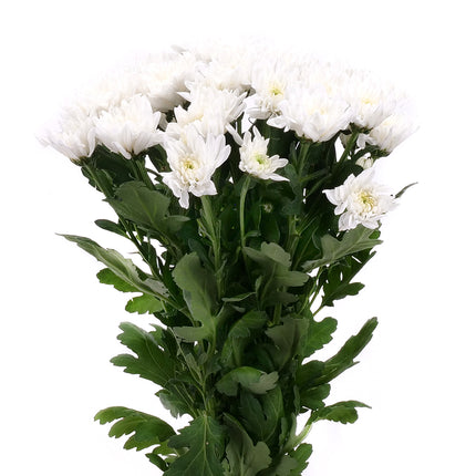 01900149_weisse-chrysanthemen-schnittblumen