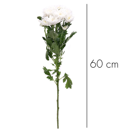 01900149_weisse-chrysanthemen-schnittblumen