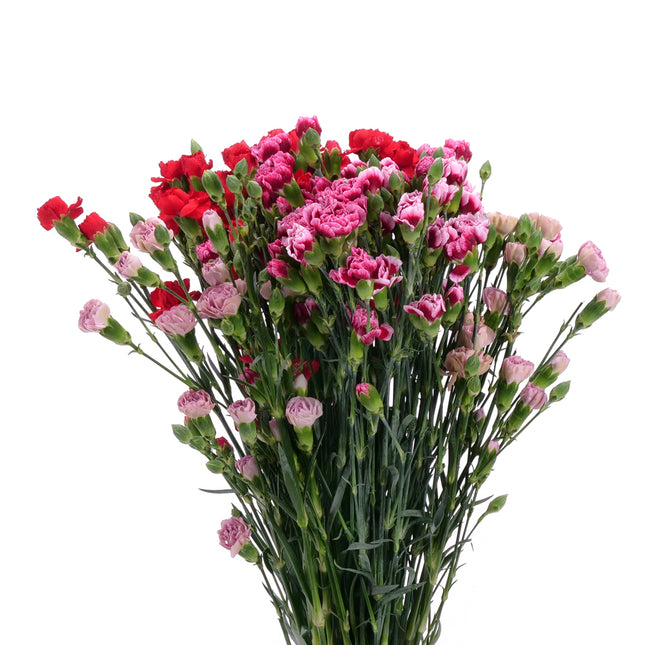 01900178_mini-nelken-mix-schnittblumen