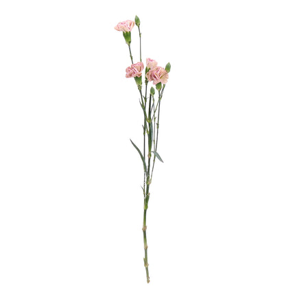 01900178_mini-nelken-mix-schnittblumen