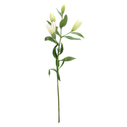 01900194_weisse-lilie-schnittblume