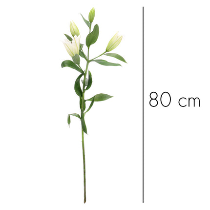 01900194_weisse-lilie-schnittblume