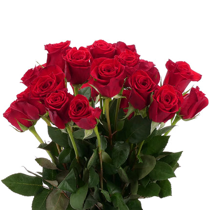 01900300_rote-grande-rose-40-cm-schnittblume
