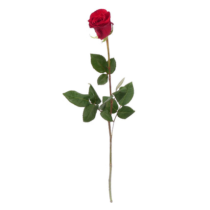 01900300_rote-grande-rose-40-cm-schnittblume