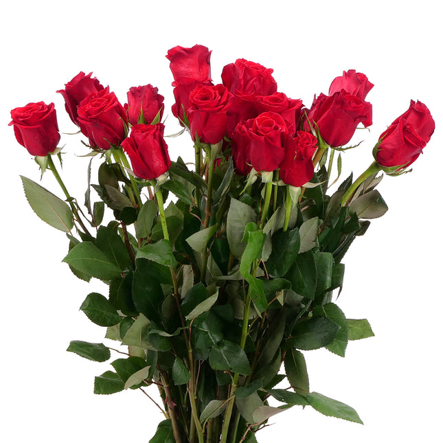 01900301_rote-grande-rose-60-cm-schnittblume