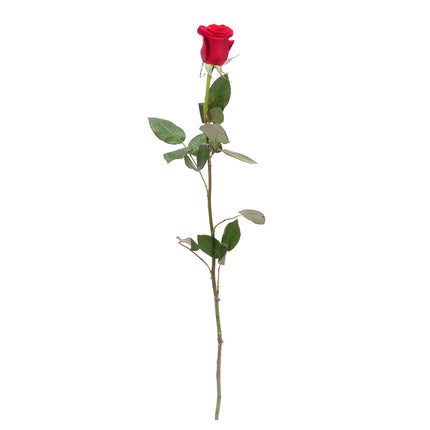 01900301_rote-grande-rose-60-cm-schnittblume