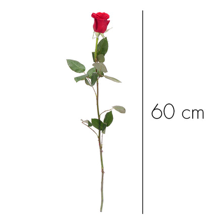 01900301_rote-grande-rose-60-cm-schnittblume
