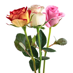 01900319_kurze-rosen-farbmix-schnittblumen