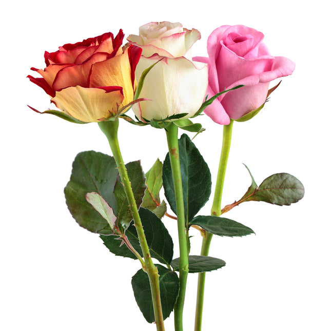 01900319_kurze-rosen-farbmix-schnittblumen