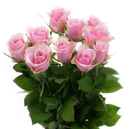 01900319_kurze-rosen-farbmix-schnittblumen