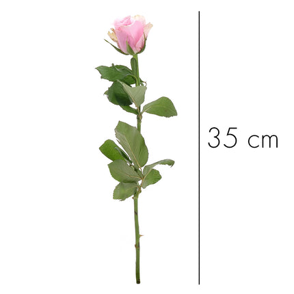 01900319_kurze-rosen-farbmix-schnittblumen