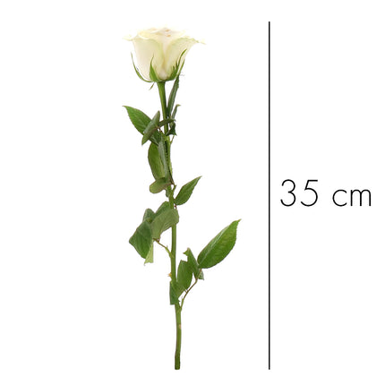 01900319_kurze-rosen-farbmix-schnittblumen