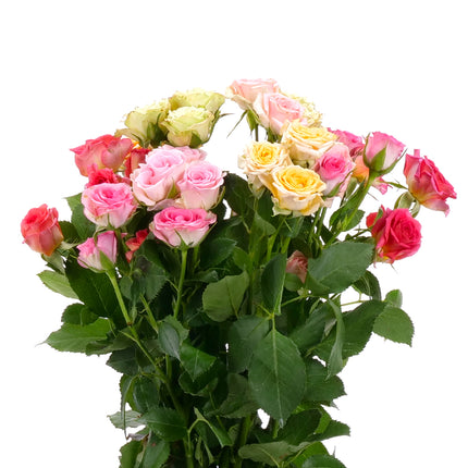 01900339_sprayrosen-mix-schnittblumen