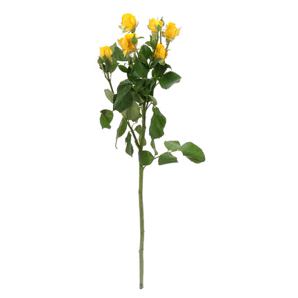 01900339_sprayrosen-mix-schnittblumen