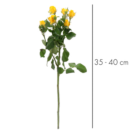 01900339_sprayrosen-mix-schnittblumen