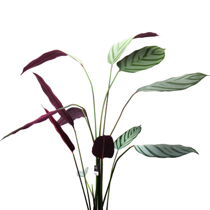02000111_kunstliche-calathea-im-topf-140-cm