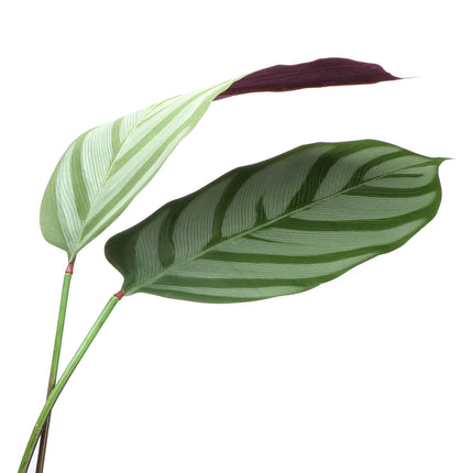 02000111_kunstliche-calathea-im-topf-140-cm