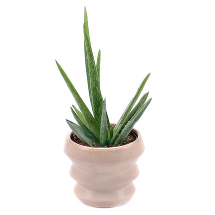 03000013_aloe-vera-im-keramikubertopf
