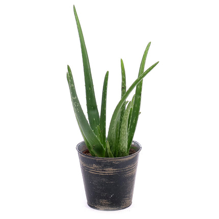 03000015_aloe-vera-im-metallubertopf