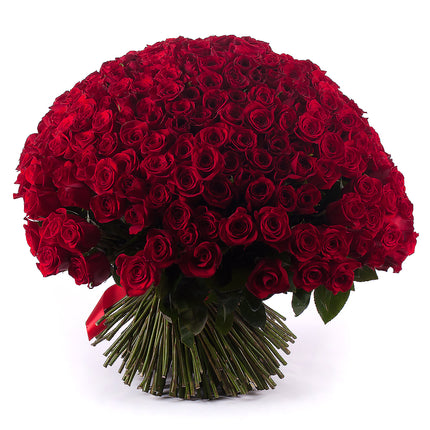 03000019_amore-250-rote-rosen