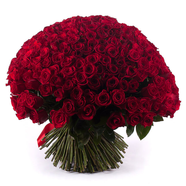 03000019_amore-250-rote-rosen