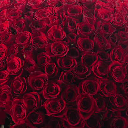 03000019_amore-250-rote-rosen
