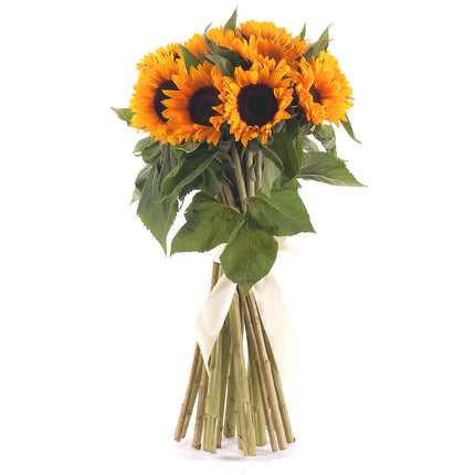 03000037_amore-sonnenblumen