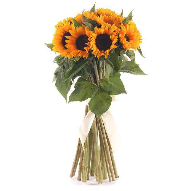 03000037_amore-sonnenblumen