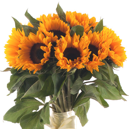 03000037_amore-sonnenblumen