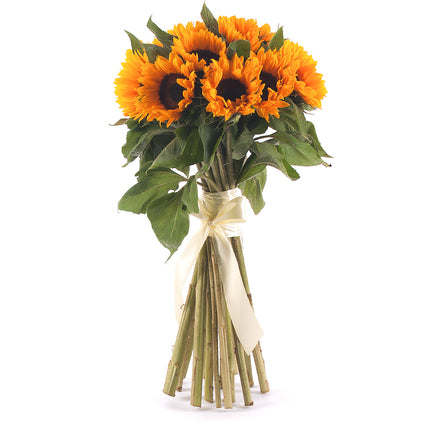 03000037_amore-sonnenblumen