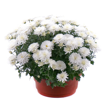 03000055_weisse-chrysantheme