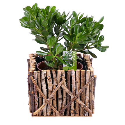 03000063_crassula-in-der-holzbox