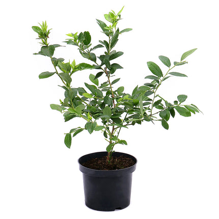 03000069_heidelbeere-im-topf