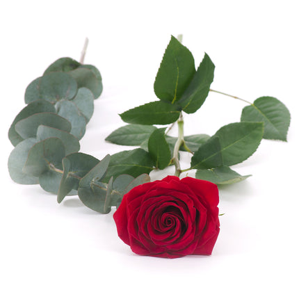 03000483_diy-drei-rote-schnittrosen