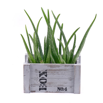 03000518_duo-aloe-vera-in-der-holzbox