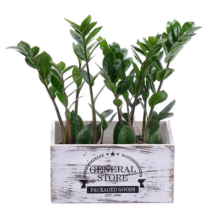 03000578_duo-zamioculcas-in-der-holzbox