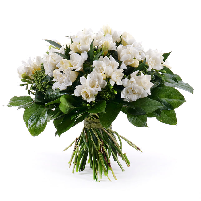 03000581_elite-weisse-freesien
